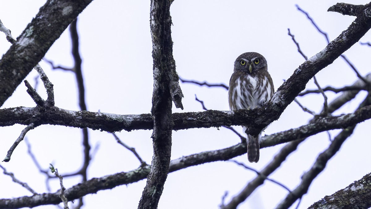 Ferruginous Pygmy-Owl (Ferruginous) - Robert Tizard