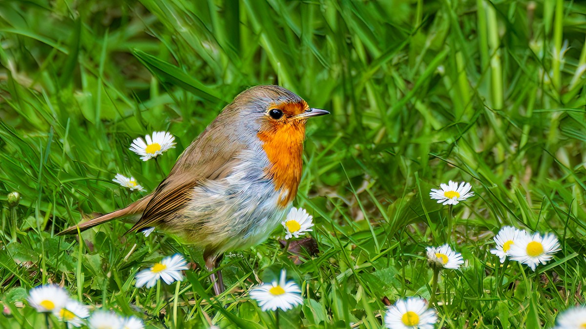 European Robin - Yosico Chu