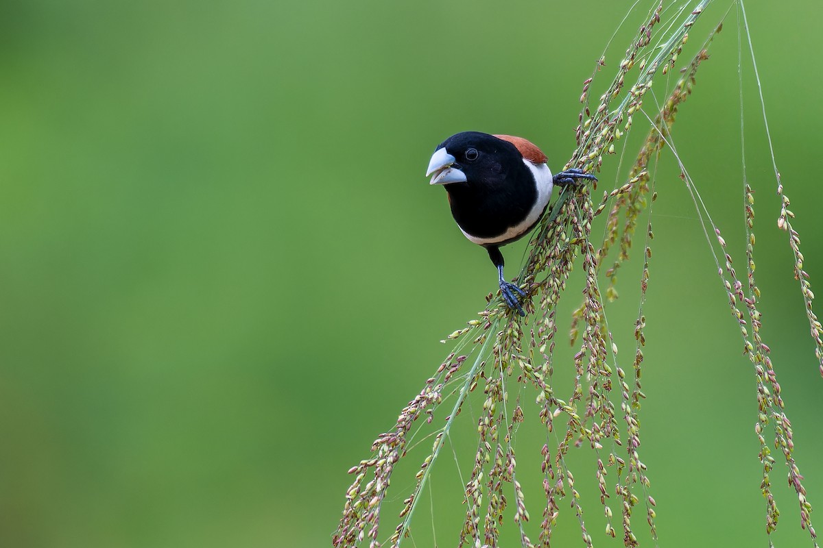 Tricolored Munia - ML622909170