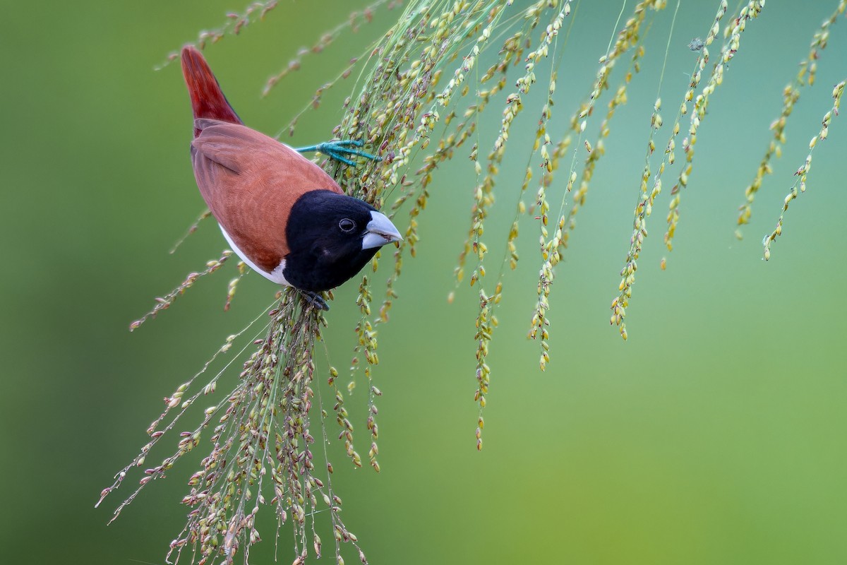 Tricolored Munia - ML622909171