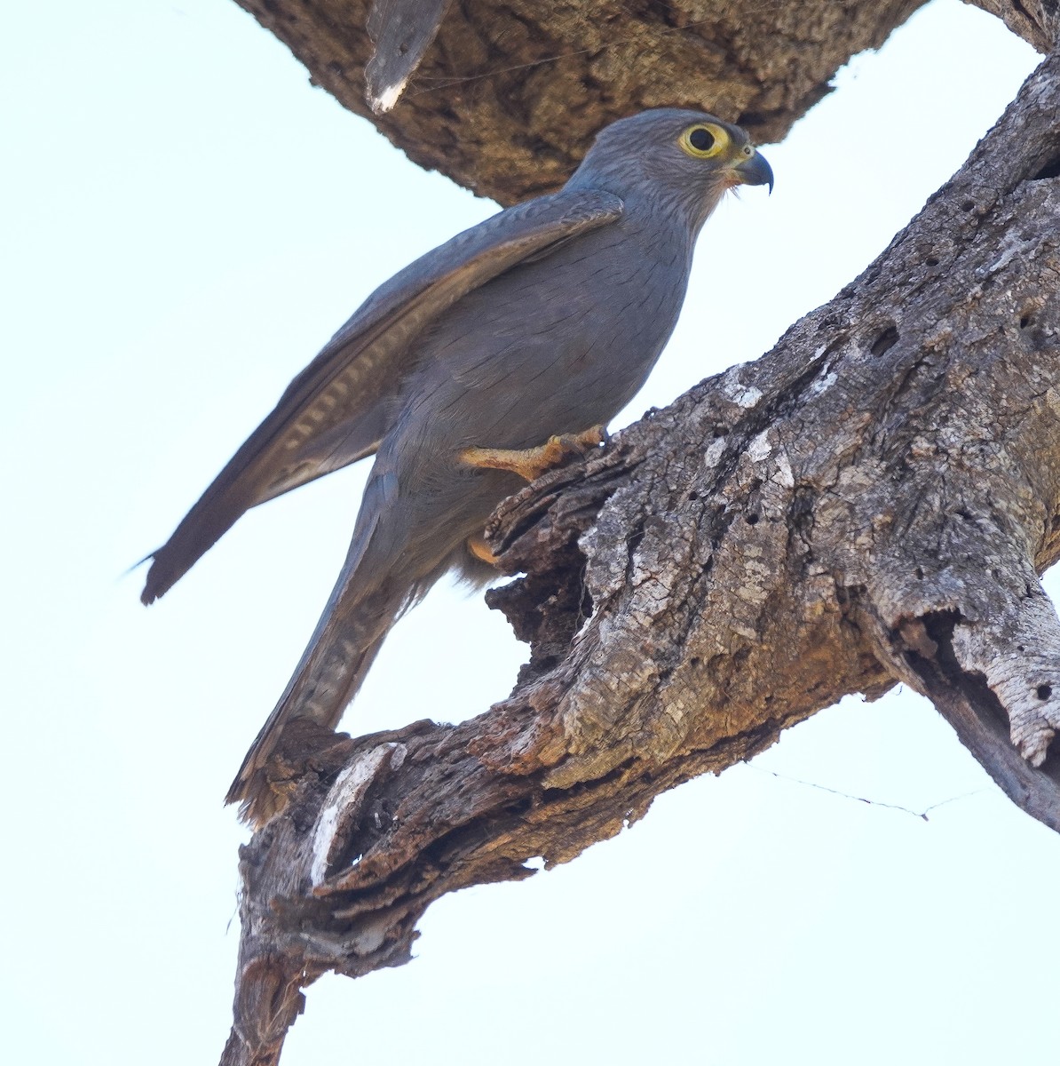 Gray Kestrel - ML622909247