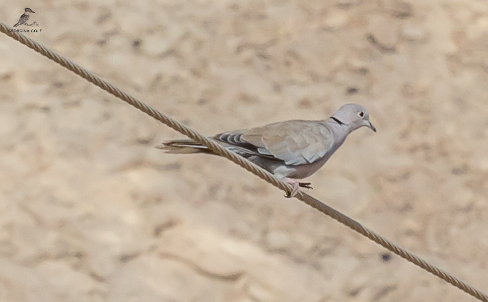 Eurasian Collared-Dove - ML622909307