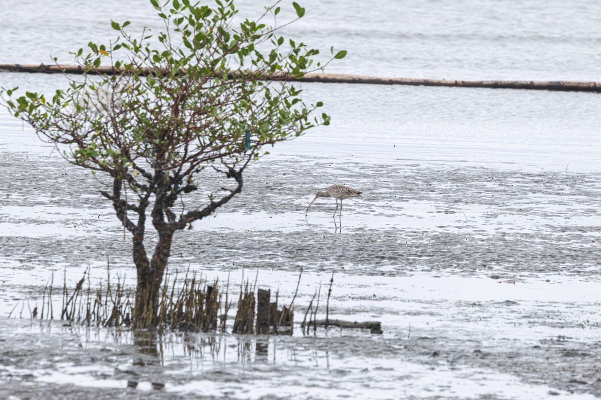 Far Eastern Curlew - ML622909312