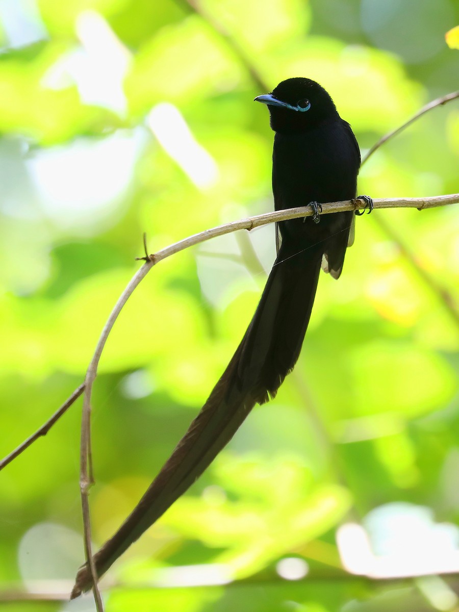 Seychelles Paradise-Flycatcher - ML622909313