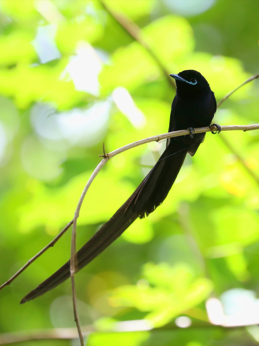 Seychelles Paradise-Flycatcher - ML622909314