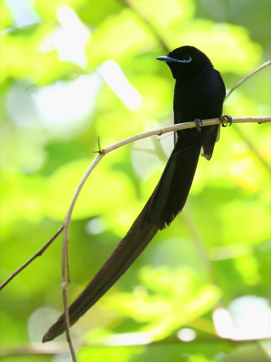 Seychelles Paradise-Flycatcher - Matthias Alberti