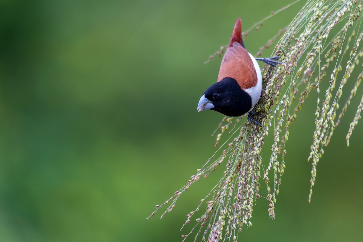 Tricolored Munia - ML622909439