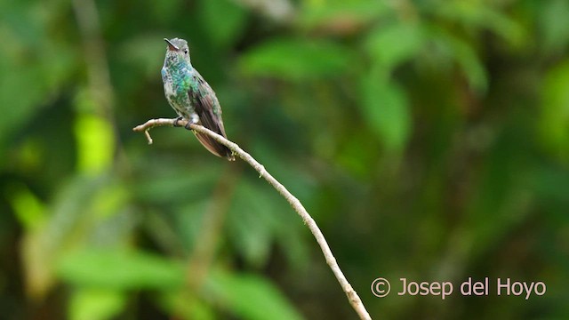 Glittering-throated Emerald - ML622909451