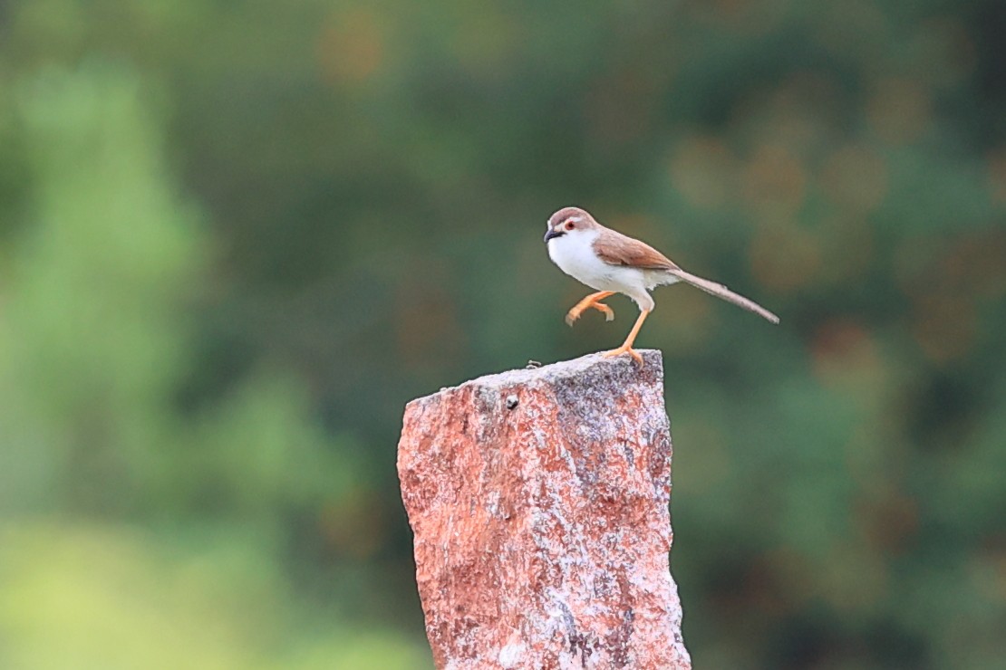 Yellow-eyed Babbler - Abhishek Shroti