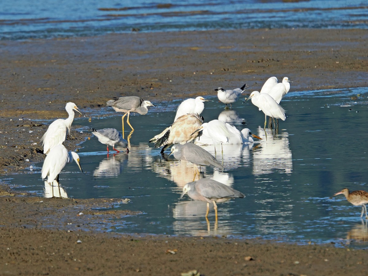 White-faced Heron - ML622909539