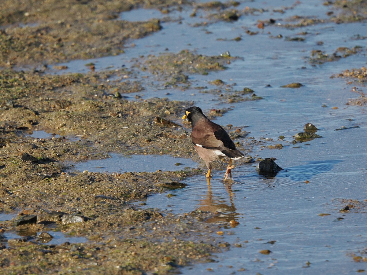 Common Myna - Tony Richards