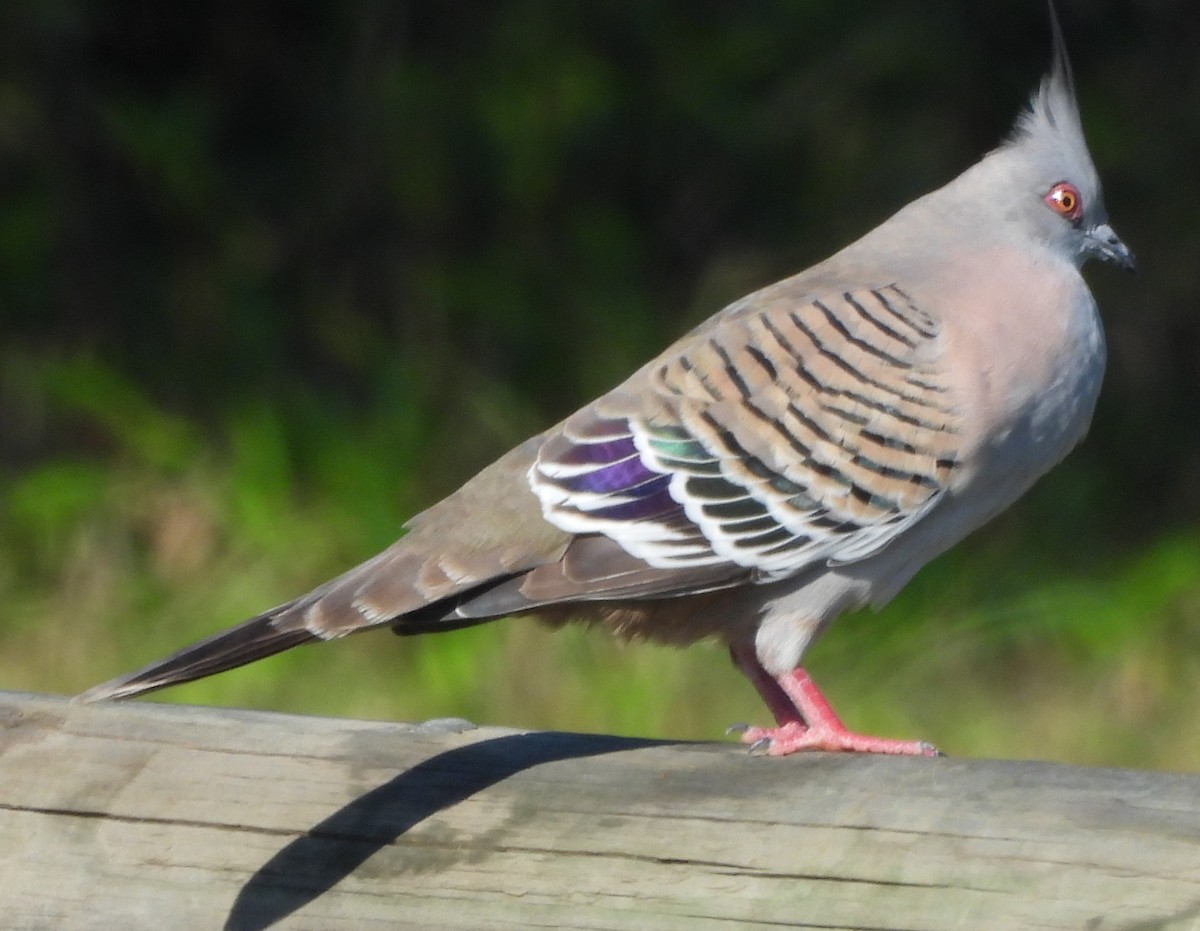 Crested Pigeon - ML622909627