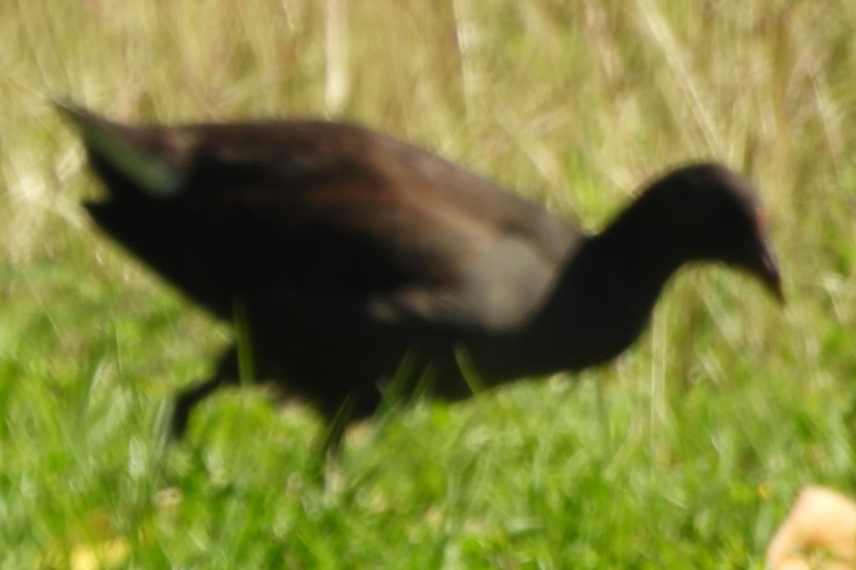 Dusky Moorhen - ML622909642