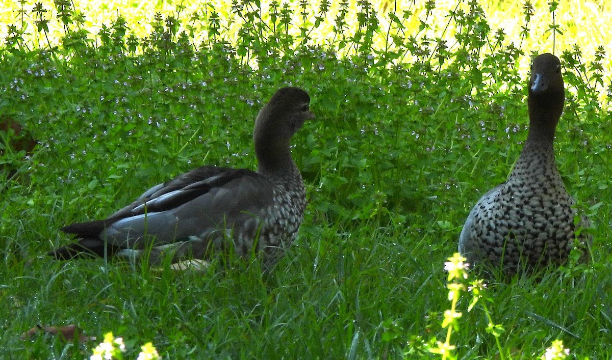 Maned Duck - Suzanne Foley