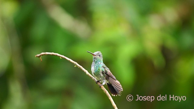 Glittering-throated Emerald - ML622909660
