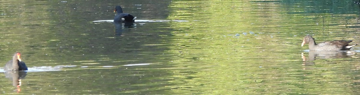 Dusky Moorhen - ML622909661