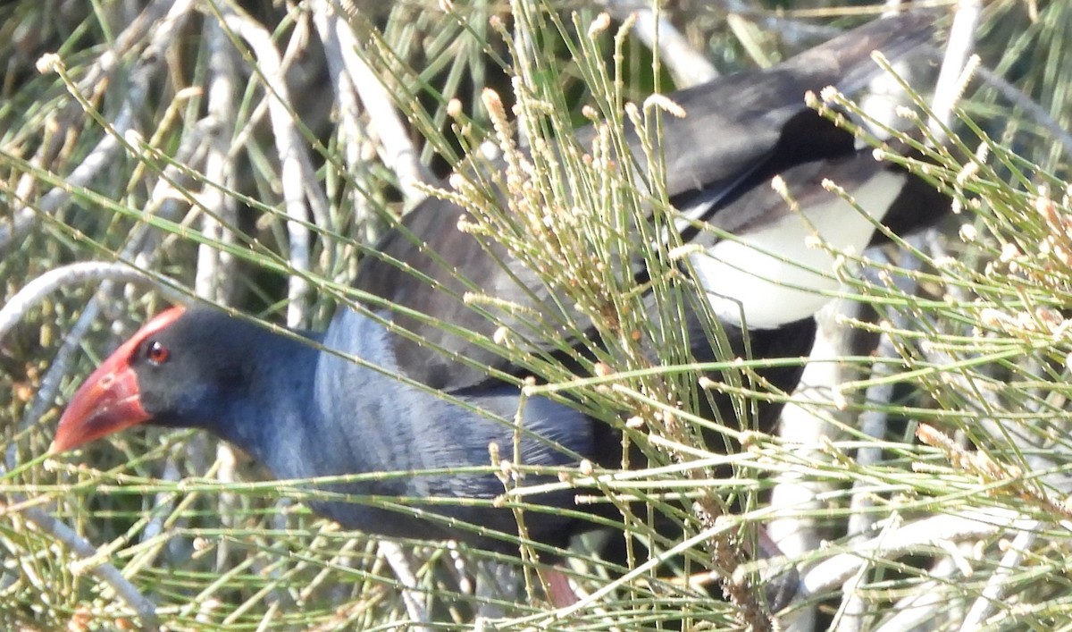 Australasian Swamphen - ML622909691