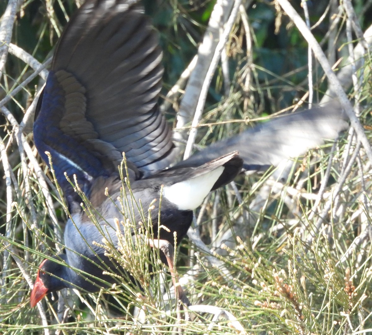 Australasian Swamphen - ML622909692