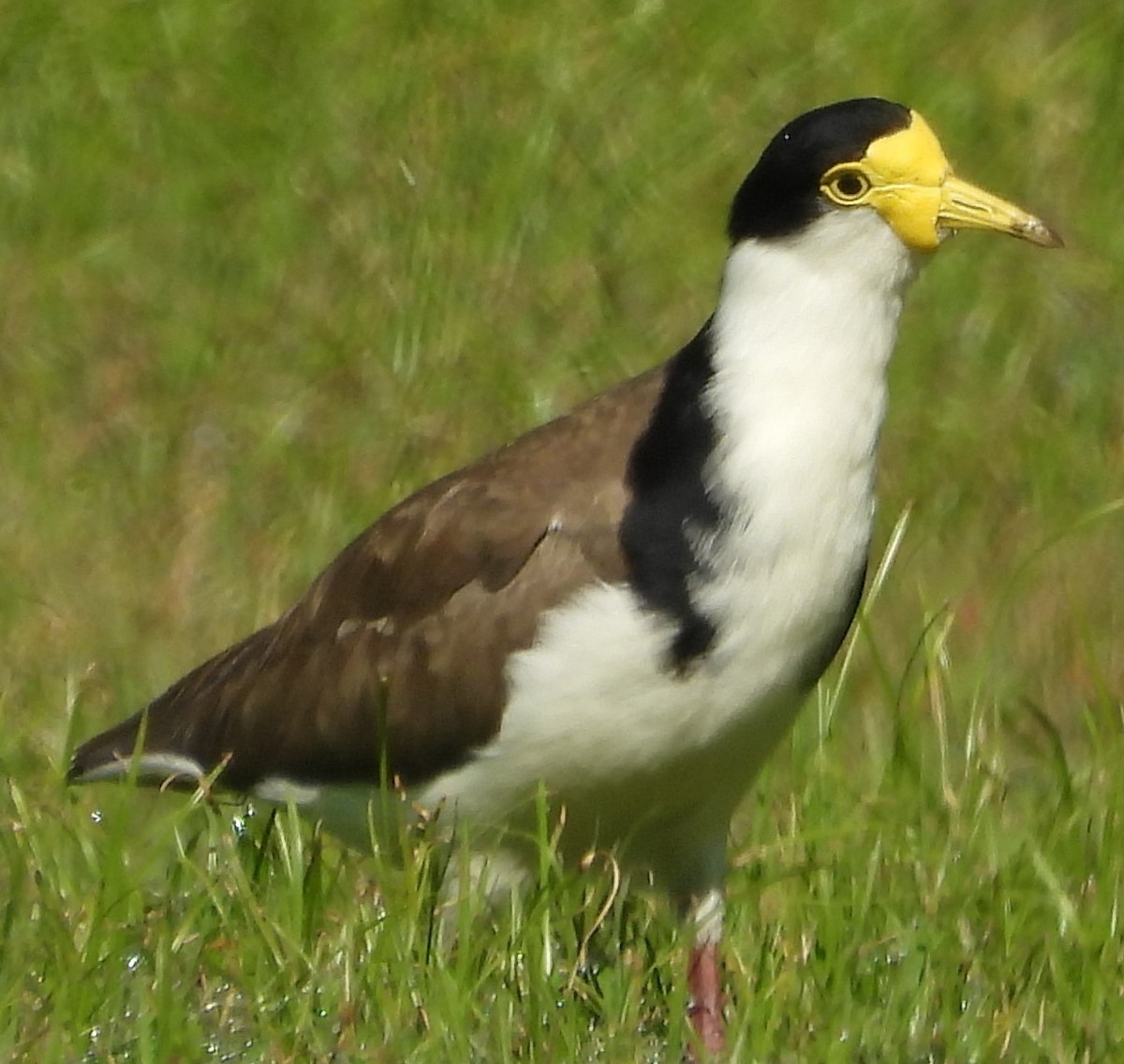 Masked Lapwing - ML622909700