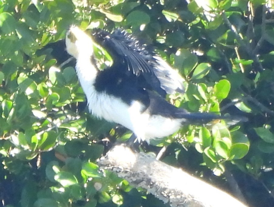 Little Pied Cormorant - ML622909726