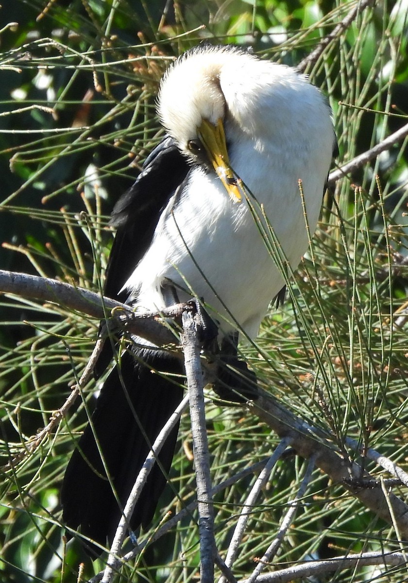 Little Pied Cormorant - ML622909728