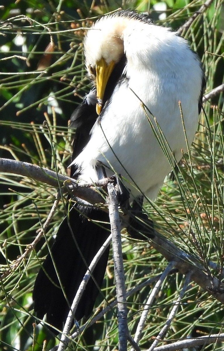 Little Pied Cormorant - ML622909729