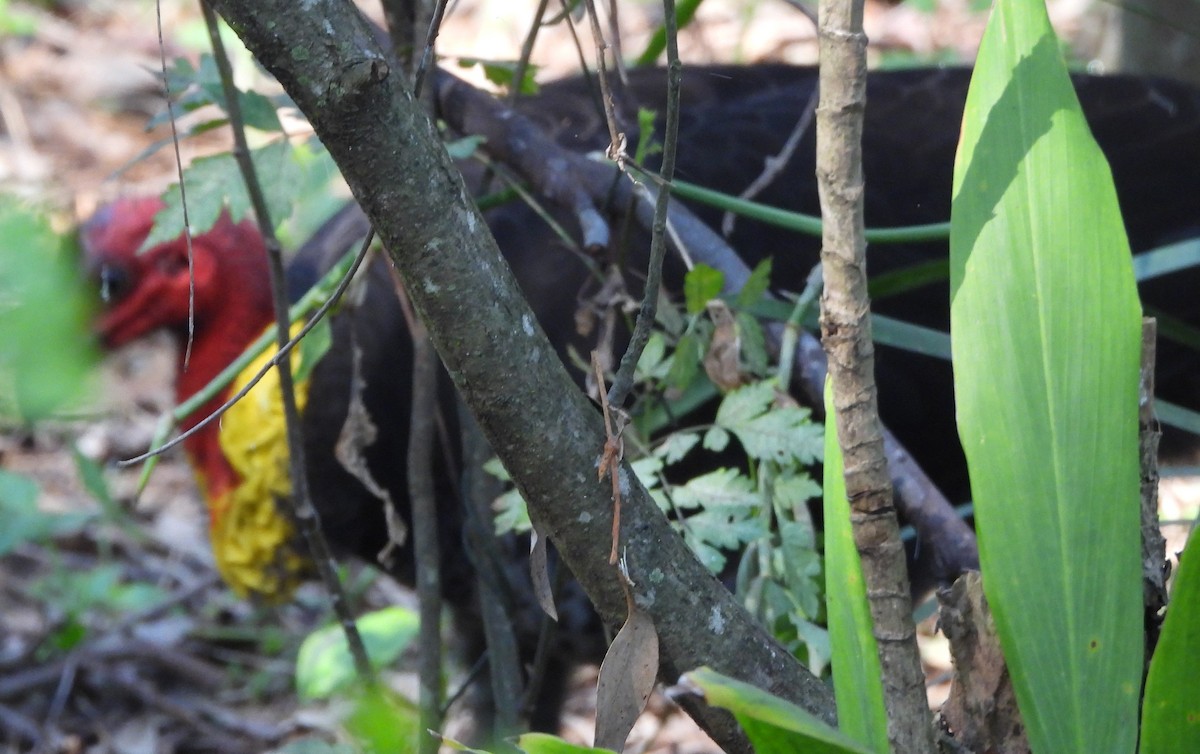 Australian Brushturkey - ML622909762