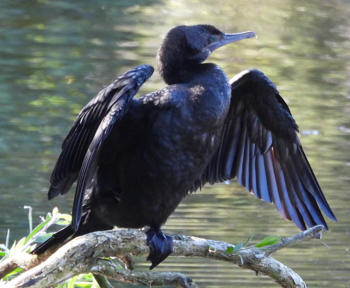 Little Black Cormorant - ML622909776