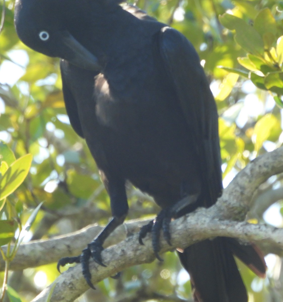 Little Black Cormorant - ML622909777