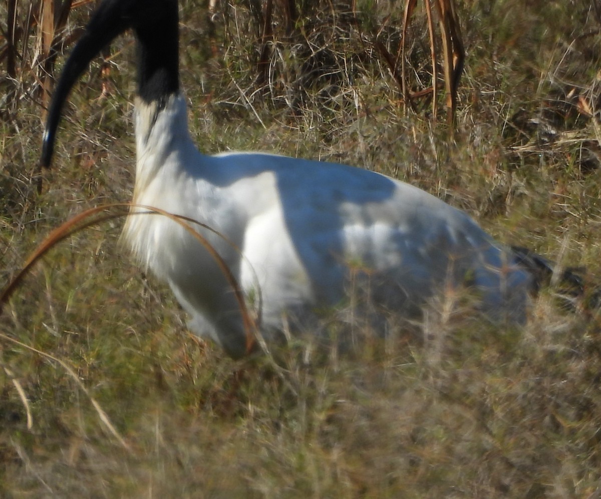 Australian Ibis - ML622909782