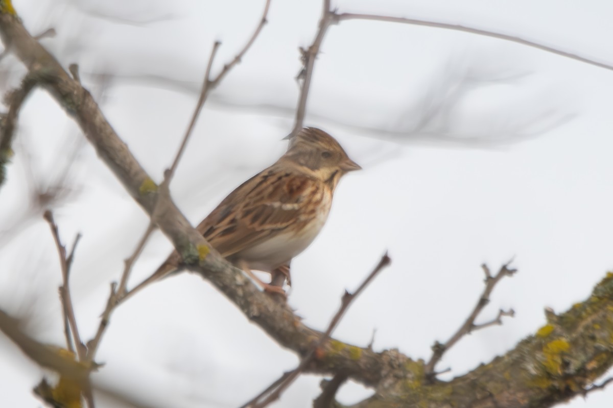 Rustic Bunting - ML622909783