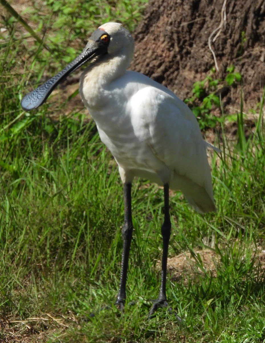 Royal Spoonbill - ML622909785