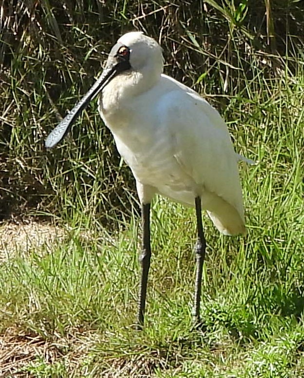 Royal Spoonbill - ML622909786