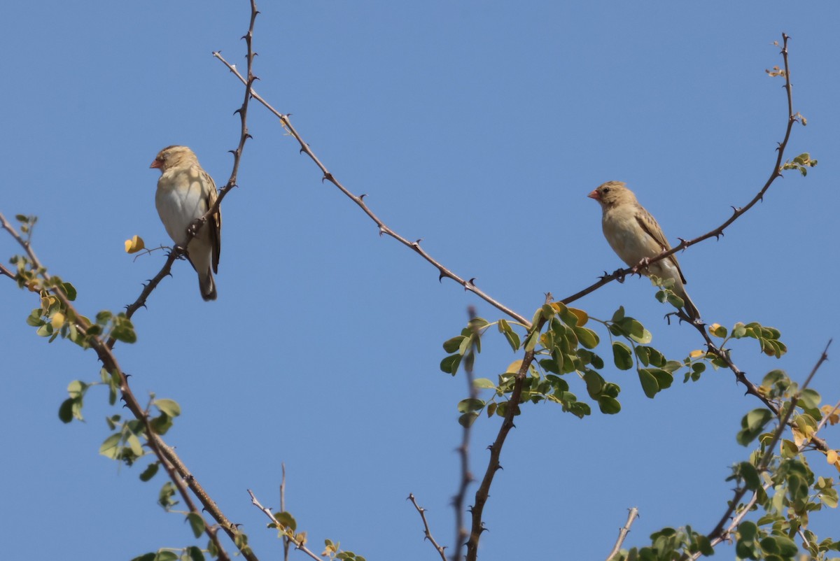 Shaft-tailed Whydah - ML622909800