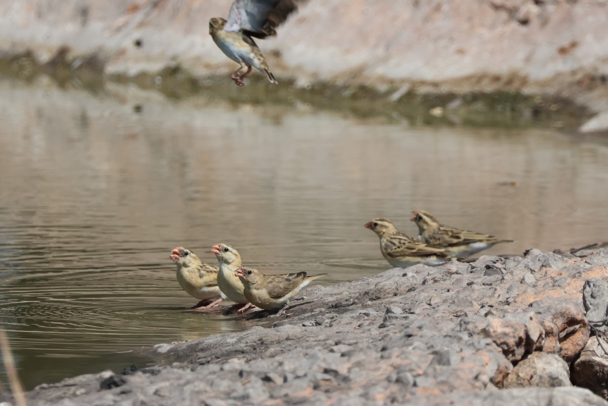 Shaft-tailed Whydah - ML622909801