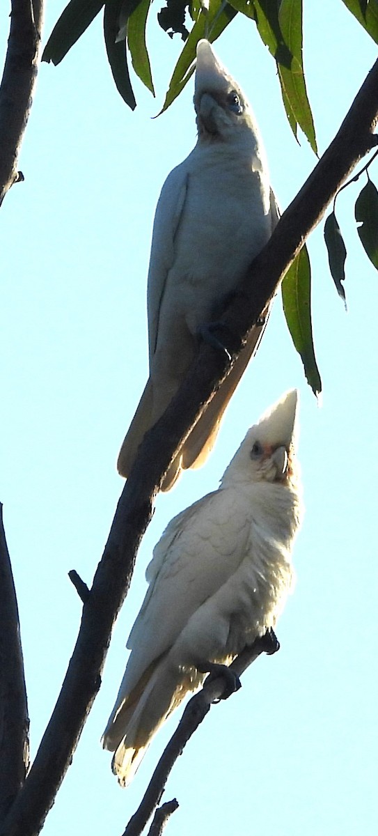 Little Corella - ML622909912