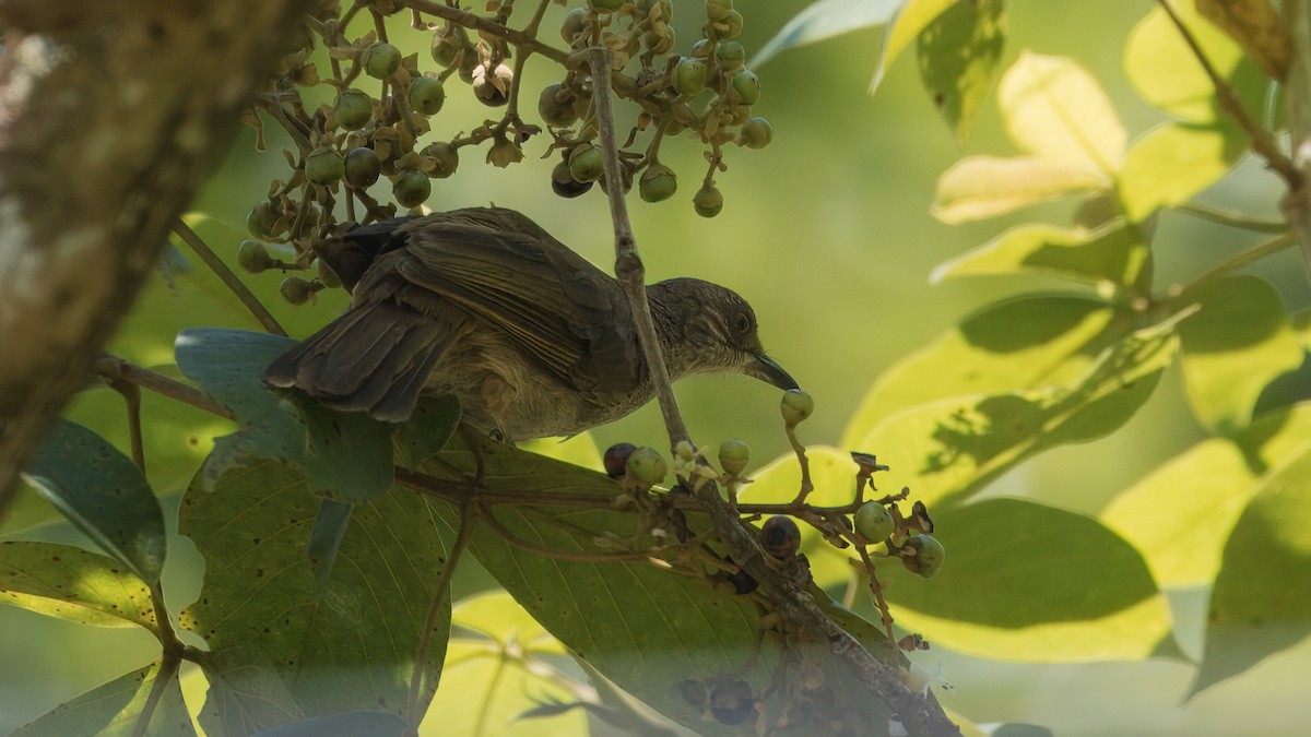 Bulbul à ailes olive (groupe plumosus) - ML622909915