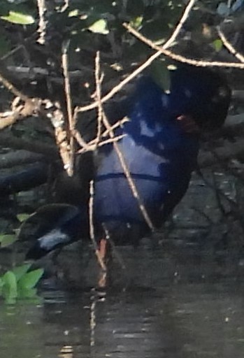 Australasian Swamphen - Suzanne Foley