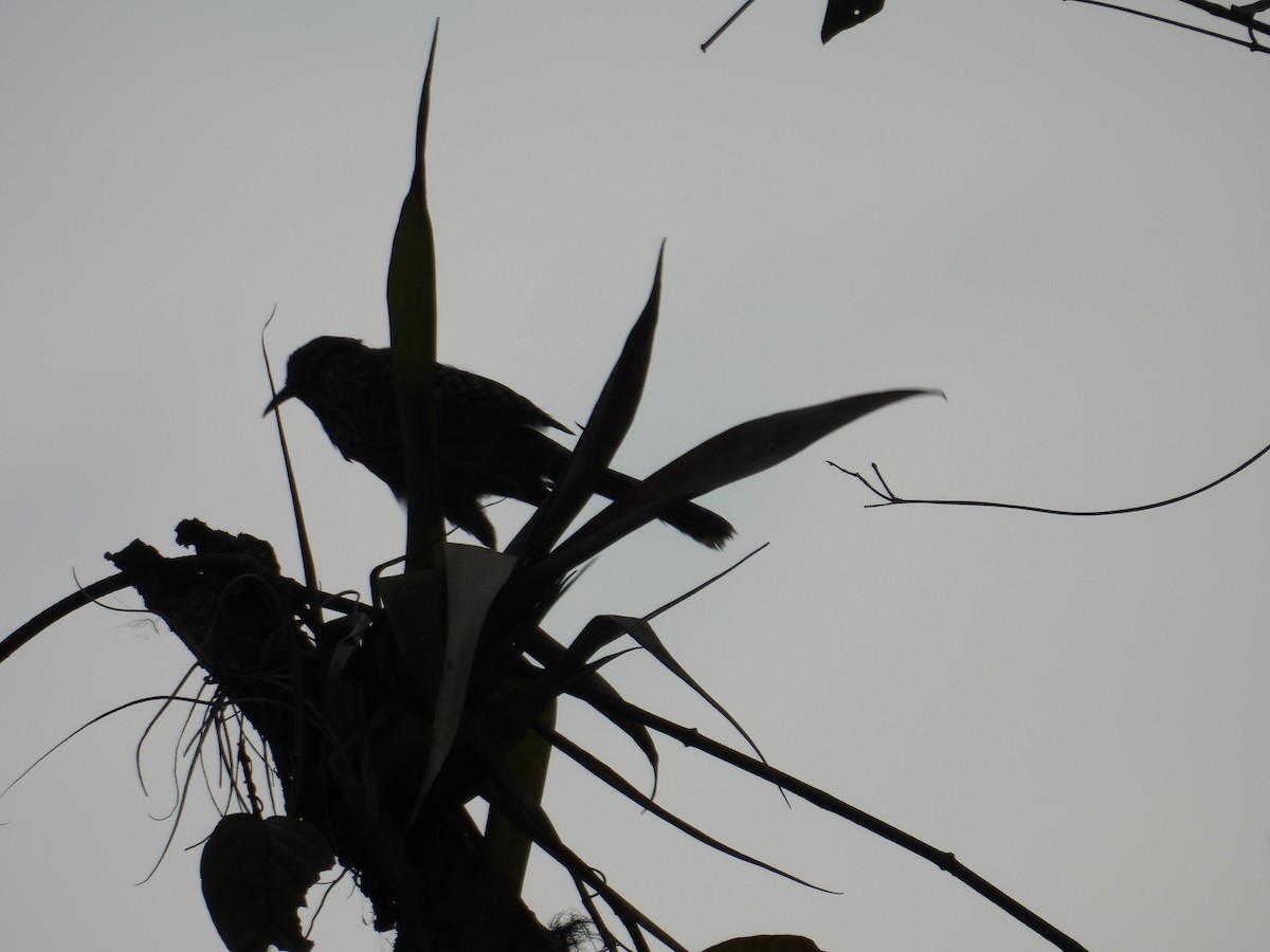 Band-backed Wren - Juan Ramírez