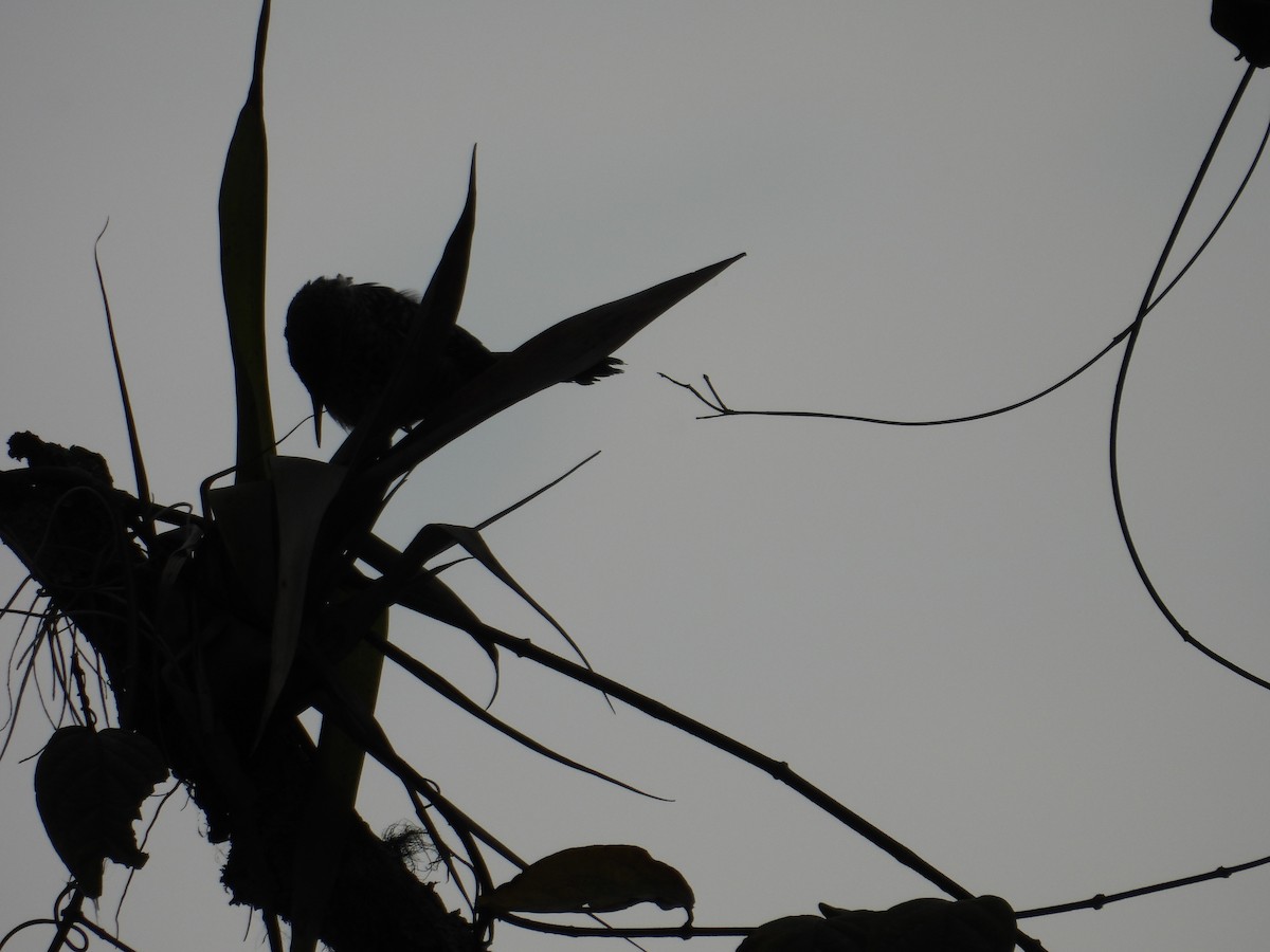 Band-backed Wren - Juan Ramírez