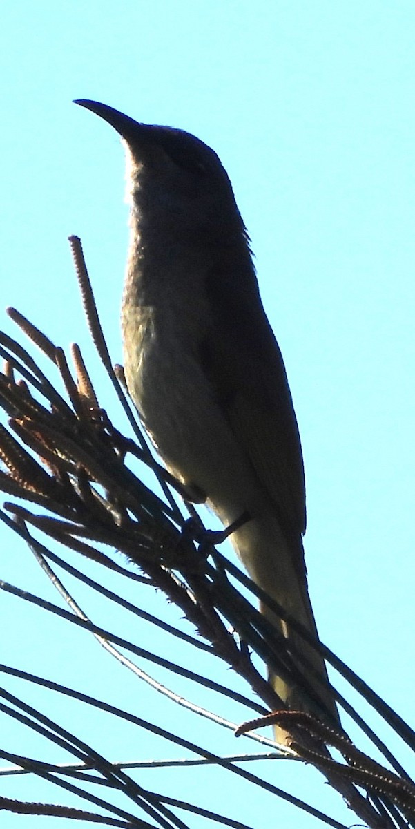 Brown Honeyeater - ML622909958