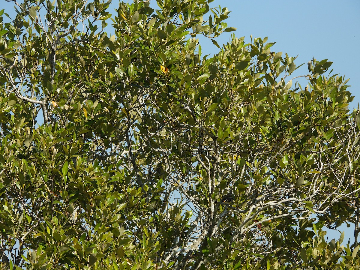 Striated Pardalote - ML622909968