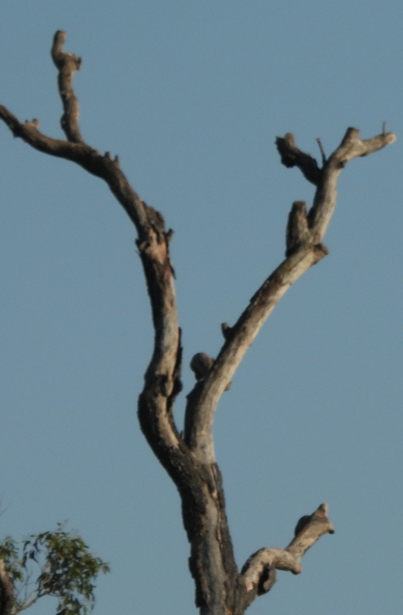 Australasian Figbird - ML622909983