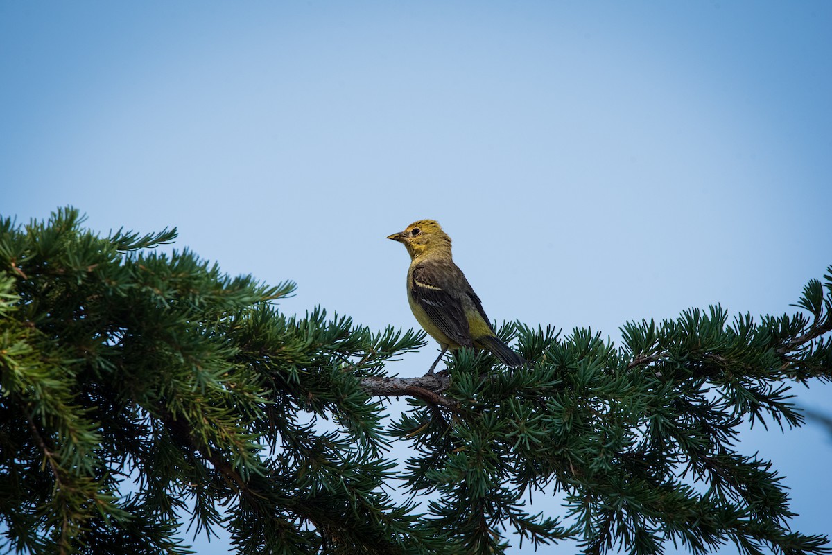 Western Tanager - ML622910004