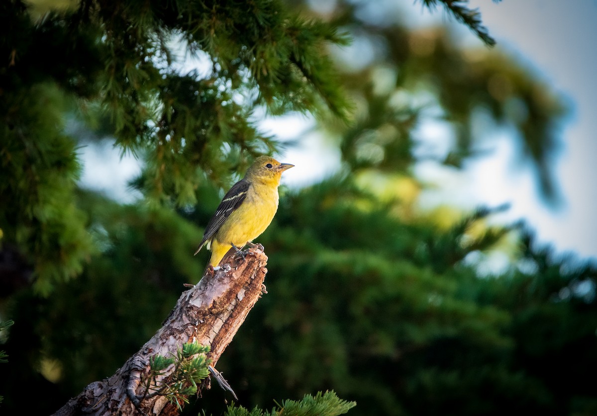 Western Tanager - ML622910005