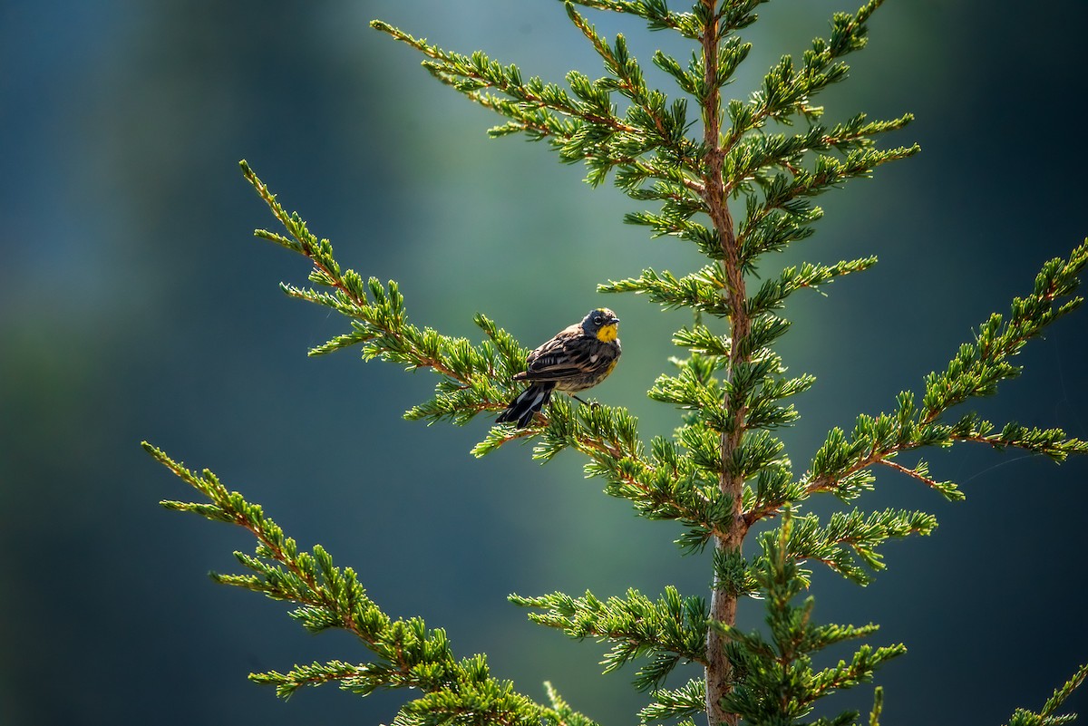 Yellow-rumped Warbler - ML622910008