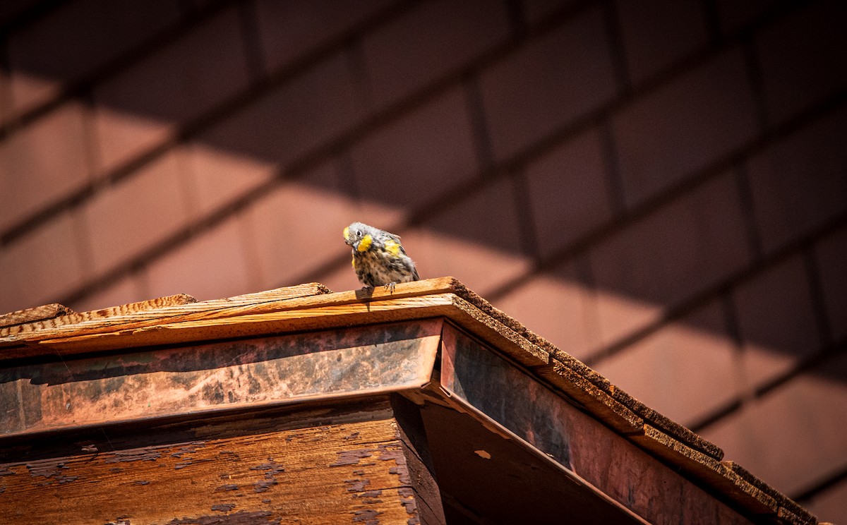 Yellow-rumped Warbler - ML622910010