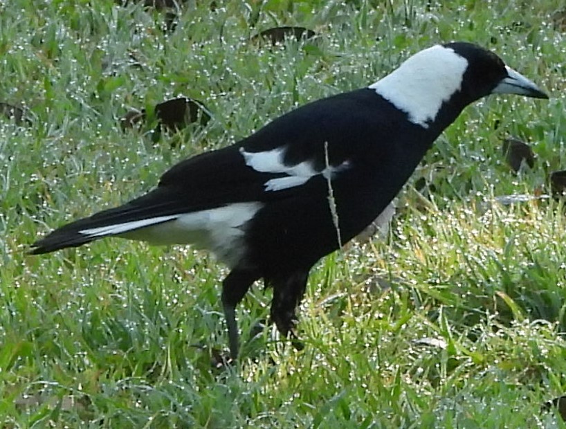 Australian Magpie - ML622910026