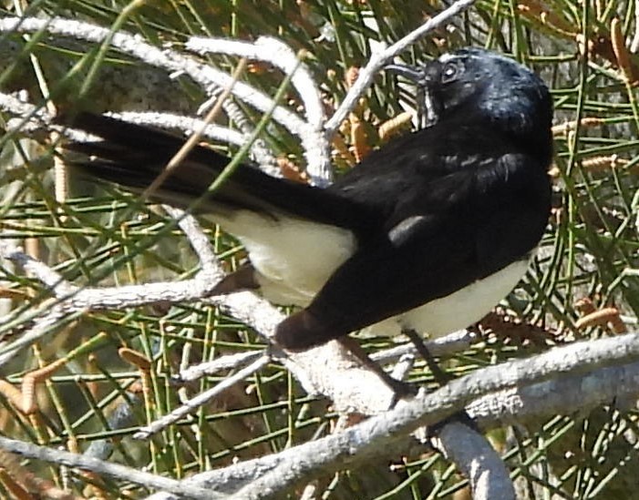 Willie-wagtail - ML622910029