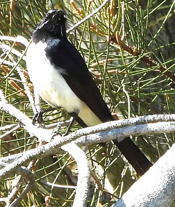 Willie-wagtail - ML622910030